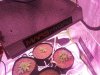 11days-seed_to_veg-1.jpg