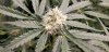 WT1_flower_sites_5_14_2020.jpg