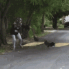 chick.gif