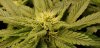 NL1_flower_sites_5_15_2020.jpg