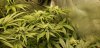 OG2_5_16_2020.jpg