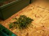 100_4431.jpg