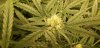 WT2_flower_sites_5_17_2020.jpg