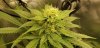 CG2_flower_sites_5_17_2020.jpg