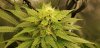 CG2_flower_sites_5_18_2020.jpg