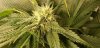 NL1_flower_sites_5_18_2020.jpg