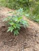 20200522_064706.jpg 20200522_064706.jpg
