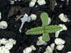 weed.jpg