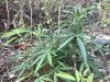 36BD962B-D724-4104-BF07-E7E2EBE749C6.jpeg
