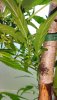 pistils 2.jpg pistils 2.jpg