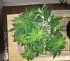 IMG_20200415_171446427.jpg