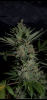 BA6B0F49-5DA9-442F-B3C1-671FAD956EBD.png BA6B0F49-5DA9-442F-B3C1-671FAD956EBD.png