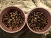 Norhern lights seedlings.jpg