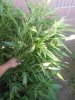 20200603_162905.jpg 20200603_162905.jpg