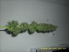 Plants 002.jpg