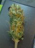 allmost ready to smoke.jpg