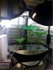 grow3.jpg
