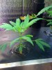 grow4.jpg