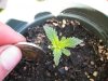 Mutant looking ill  [23 days].jpg