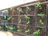 grow530 001.jpg
