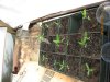 grow530 002.jpg