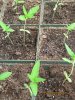 grow530 003.jpg