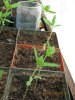 grow530 004.jpg