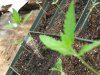 grow530 005.jpg