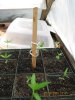grow530 007.jpg