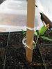 grow530 008.jpg