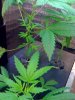 grow6.jpg