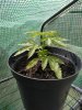 IMG_20200604_095316.jpg