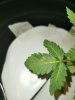 IMG_20200611_051948.jpg