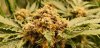 WT1_flower_sites_6_14_2020.jpg