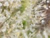 trichs_6_16_2020 (4).jpg trichs_6_16_2020 (4).jpg
