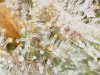 trichs_6_16_2020 (6).jpg
