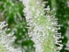 trichs_6_16_2020 (9).jpg