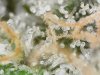 trichs_6_16_2020 (10).jpg trichs_6_16_2020 (10).jpg