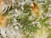 trichs_6_16_2020 (11).jpg