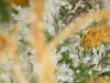trichs_6_16_2020 (13).jpg