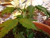 DSC02428.jpg