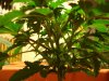 DSC02443.jpg