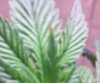 100_0713.JPG