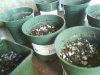Pots2.jpg