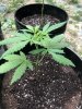 Indica 2.jpg