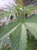 20200624_185248.jpg
