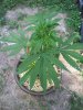 6-25-2020--outdoor_crop (16).jpg