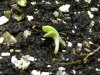 grow journal 027.jpg