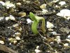 grow journal 030.jpg