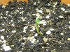 grow journal 031.jpg